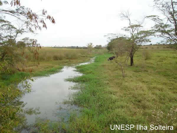 Ponto 4, C&oacute;rrego do Boi, brachiaria subquadripura, aus&ecirc;ncia de mata ciliar e gado pastando em APP